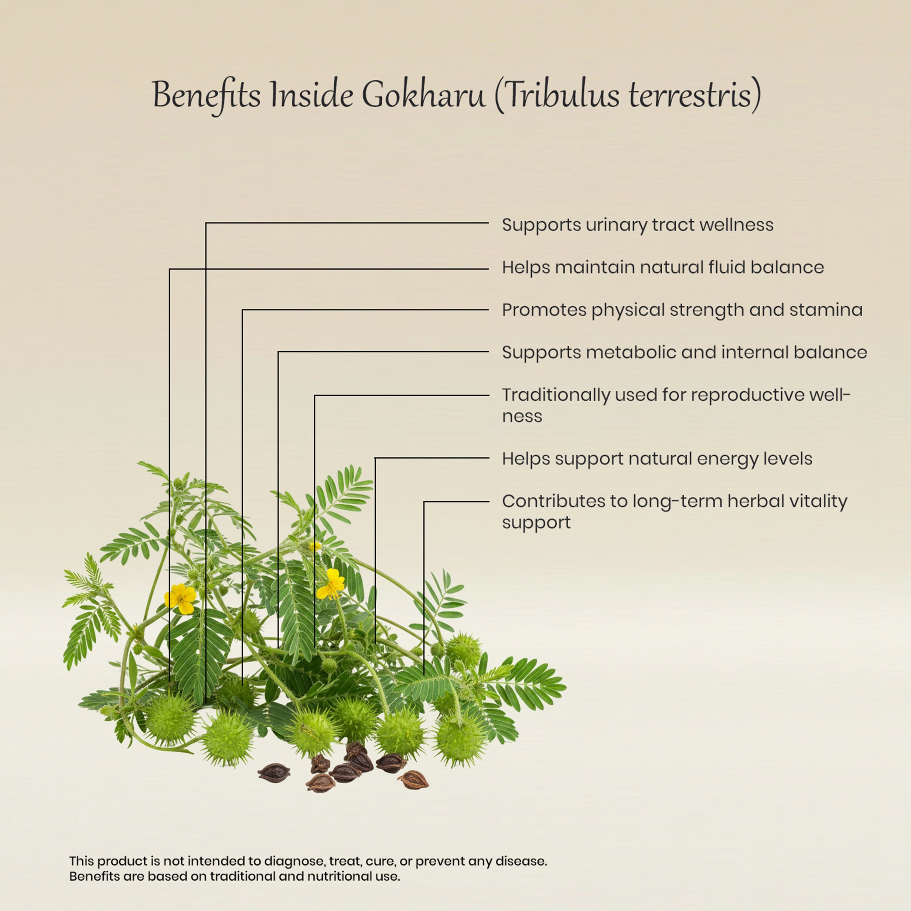 Vedaone Gokharu 60 Caplets | Herbal Support for Urinary Health, Vitality & Wellness