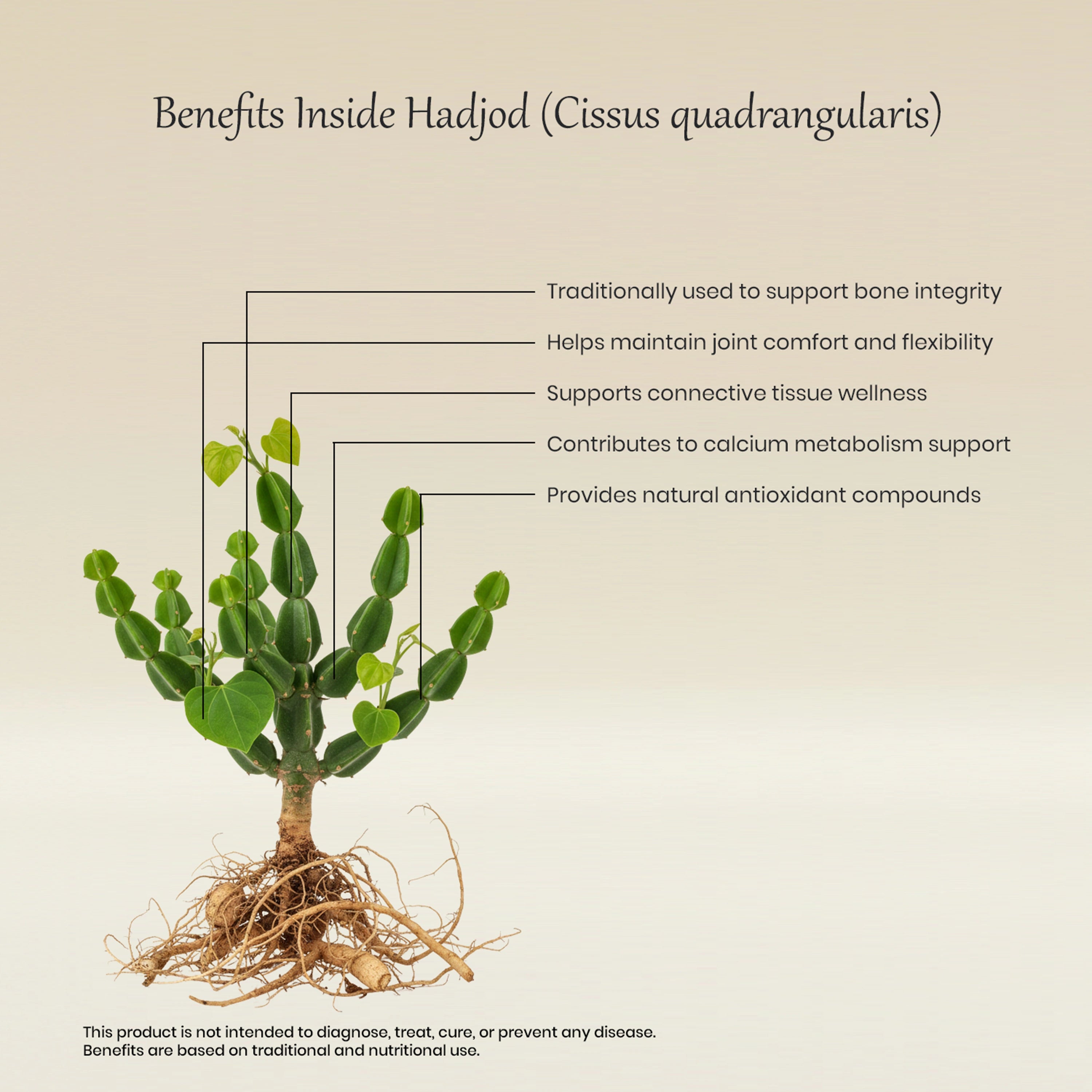 Vedaone Hadjod Capsules 60 Capsules | Cissus quadrangularis for Bone, Joint & Musculoskeletal Support